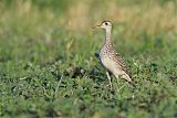 Upland Sandpiper